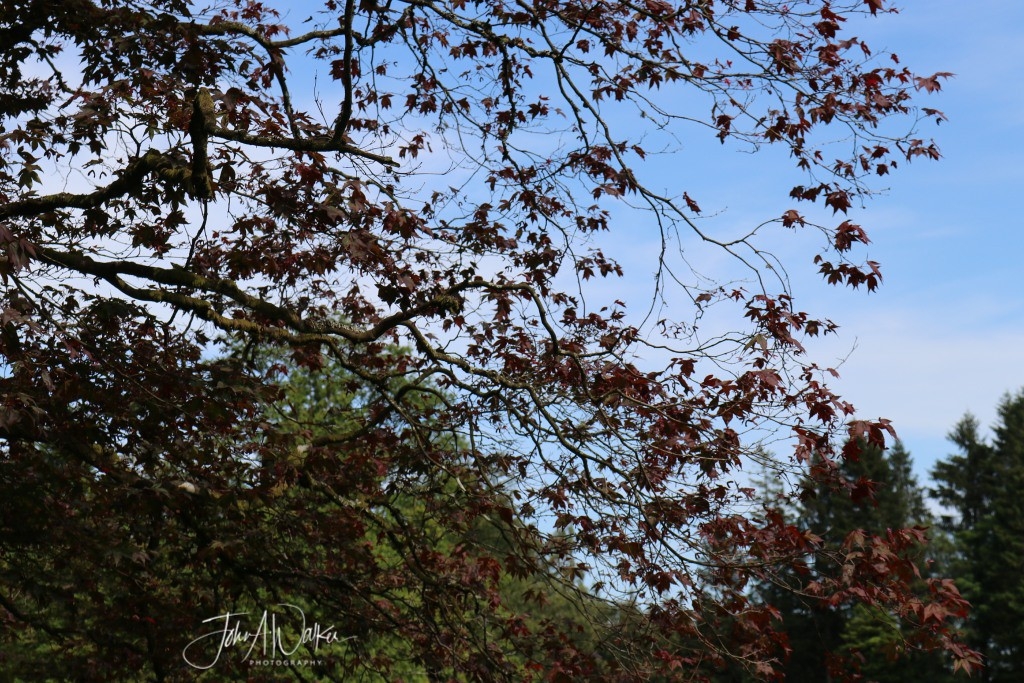 IMG_0462-1