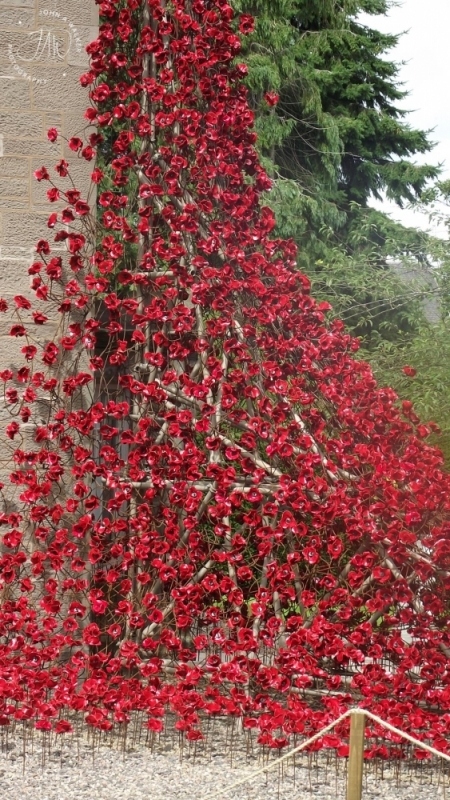 DSCF2761
